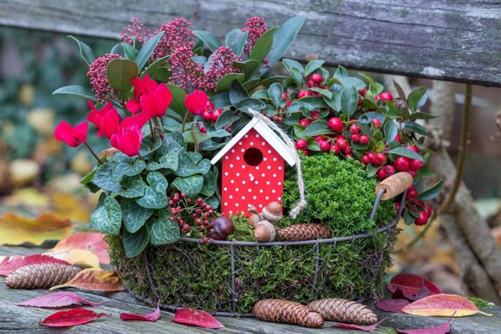 スキミアやチェッカーベリーとの寄せ鉢