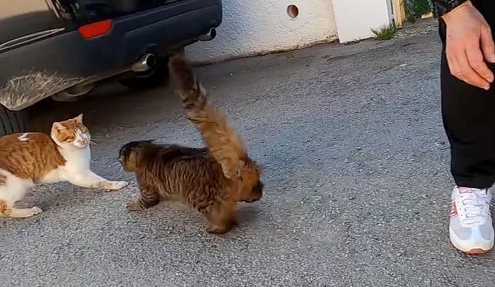 独り占めしたい猫