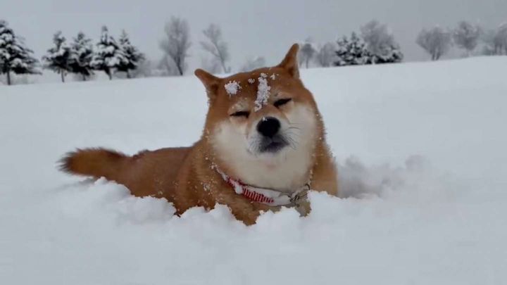 眠そう（画像提供：「2匹と田舎で生活中～」（＠pochi0821nana）さん）