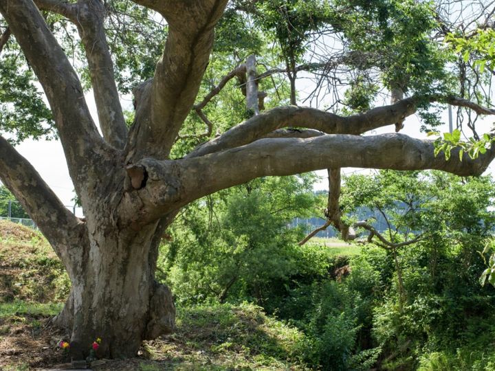 All About ニュース編集部が全国250人を対象に実施した「カップルで行きたい道の駅に関するアンケート」の調査結果から、カップルで行きたいと思う「秋田県の道の駅」ランキングを発表！ 2位「かみおか」を抑えた1位は？