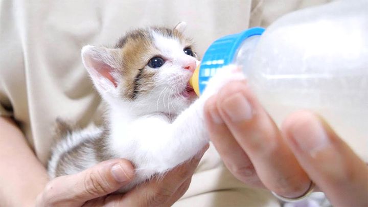 ミルクを飲む子猫