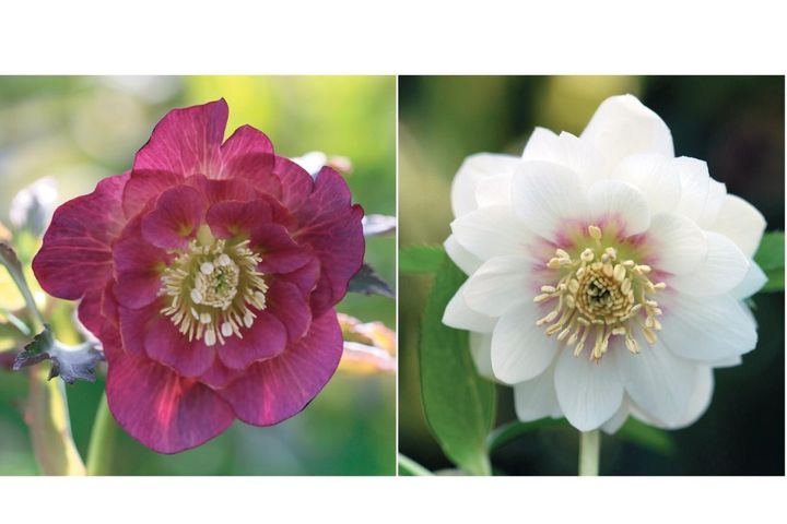 個性的な花がいっぱい【ダブル咲きのクリスマスローズ】好みのひと鉢が必ず見つかる！