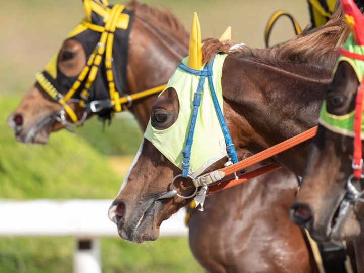 All About ニュース編集部が全国250人を対象に実施した「競馬場に関するアンケート」の調査結果から、馬との距離が近く感じられると思う「競馬場（地方競馬）」ランキングを発表！ 「門別競馬場」「笠松競馬場」「佐賀競馬場」を抑えた1位は？