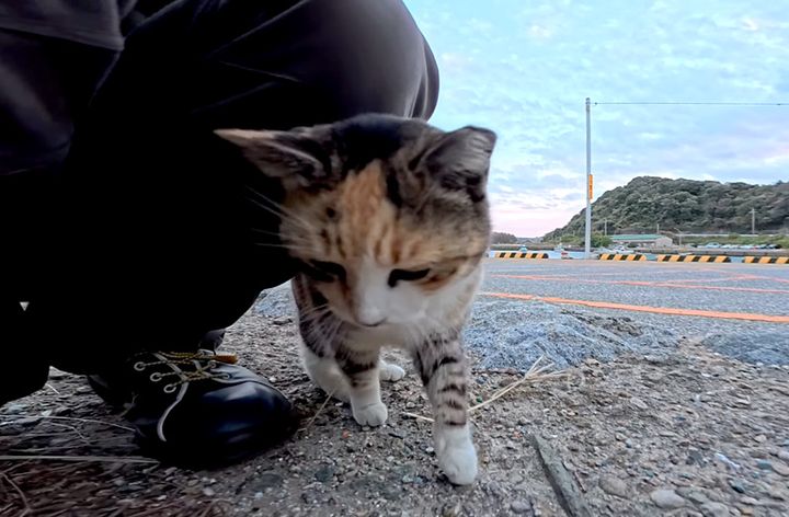 足にスリスリする猫