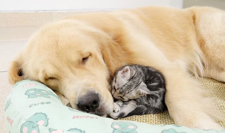 ゴールデンレトリバーに寄り添う子猫