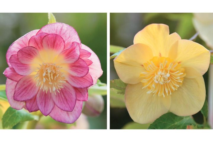 2026年冬に注目の【クリスマスローズ】明るい花色で人気のオーレア系を公開！