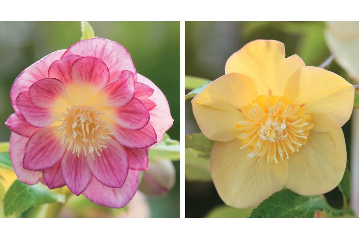 ニューレッドオーレアセルフ★クリスマスローズ交配苗★開花年数経過株 ニューレッドオーレアセルフ☆クリスマスローズ交配苗☆開花年数経過株