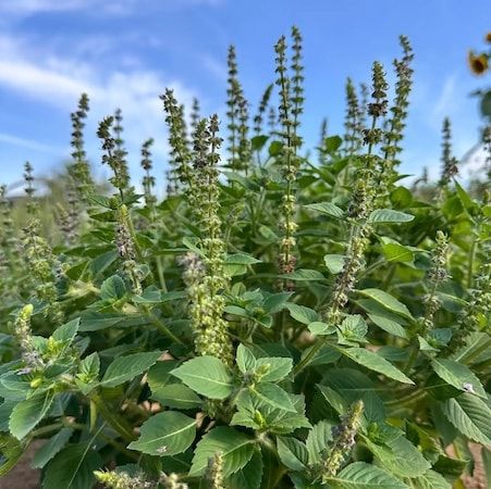 石川県能登や富山県新川の素材を使ったクラフトジン「CHA-CHA-CHA」が登場！