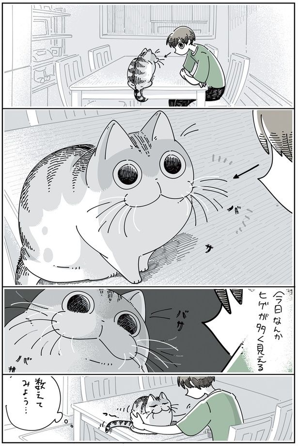 ネコのヒゲを数えたい （C）キュルZ／KADOKAWA