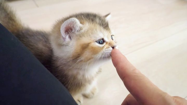 飼い主さんと遊ぶ子猫