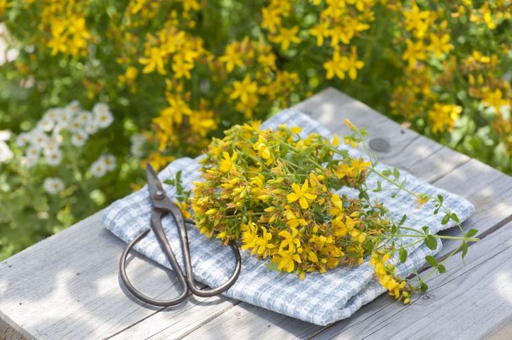 セントジョーンズワート（セイヨウオトギリ）