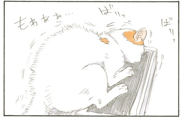 爪とぎを眺めていると… （C）にごたろ／KADOKAWA