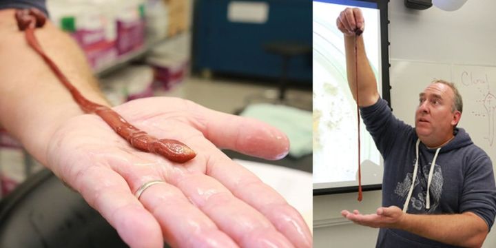 26年生きていた教室のペット「ヒモムシ」が長寿研究の正式な対象に