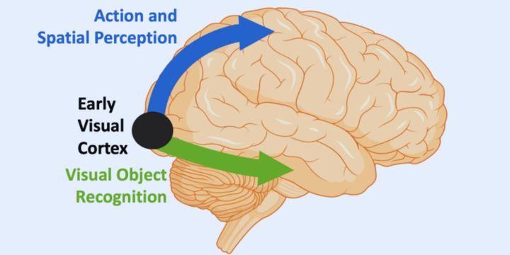 視覚は2ルートのはずだった視覚は2ルートのはずだった