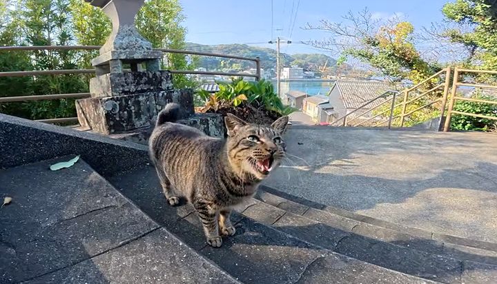 神社でお出迎えしてくれた猫