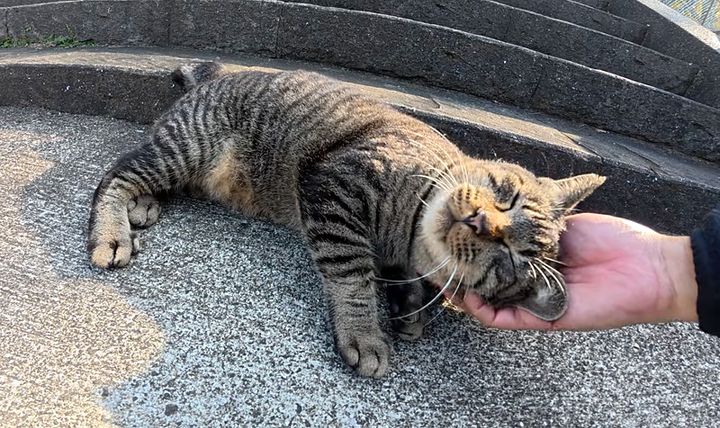 ナデナデを堪能する猫