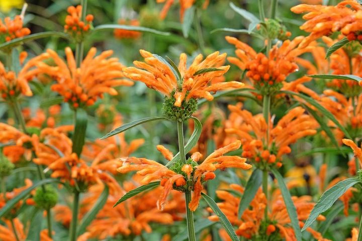 12月27日の花とは？【366日の誕生花と幸せの花言葉】