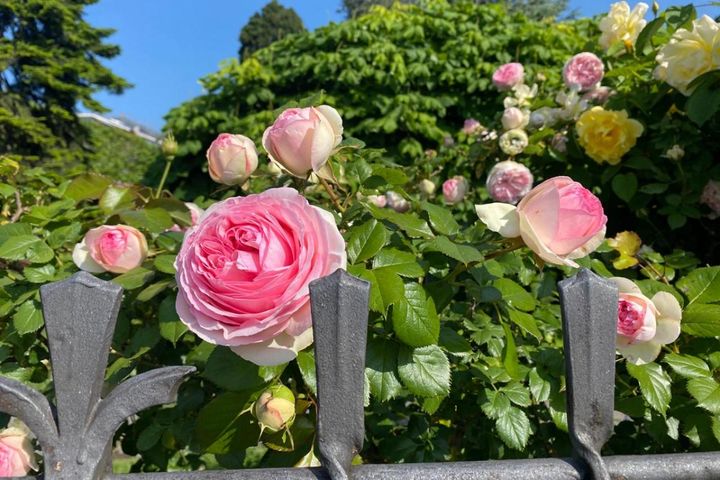 年末までにやっておきたいバラ仕事 ―初心者のバラ育てQ＆A【ガーデニング】