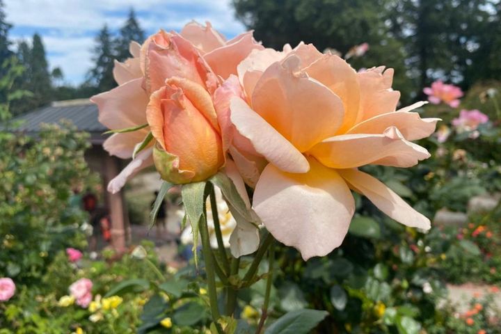 全米で最も古い公立のバラのテストガーデンとされる、ポートランドローズガーデンに咲く淡いアプリコット色のバラ。