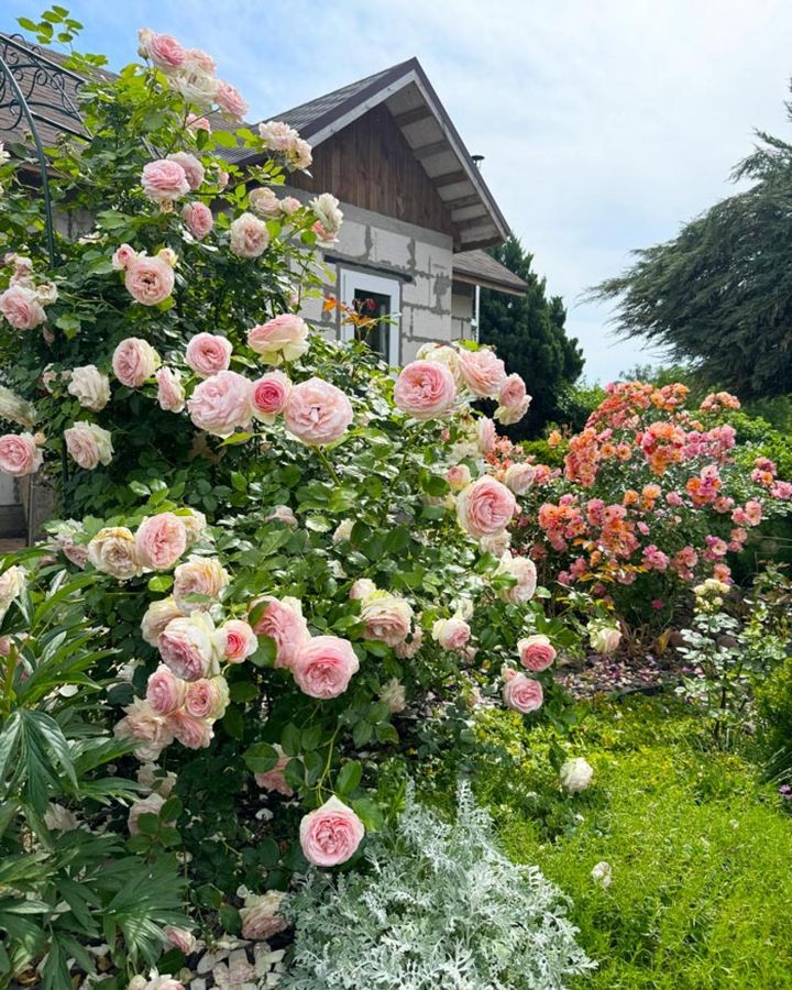 ピンクのバラが茂るヨーロッパの初夏の庭。木造りの素朴なコテージが大きく茂るシュラブローズとよく調和しています。