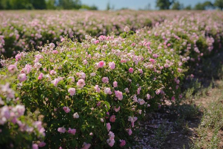 トルコ、イスパルタ地方のロサ・ダマセナの畑。香水生産のために栽培され、収穫しやすい高さに整えられています。