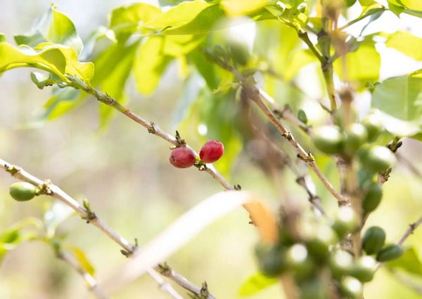 コーヒーサブスク「notice coffee」始動！利益の一部でカンボジアの子どもたちを支援