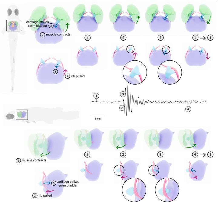 音が発生する仕組みの図解