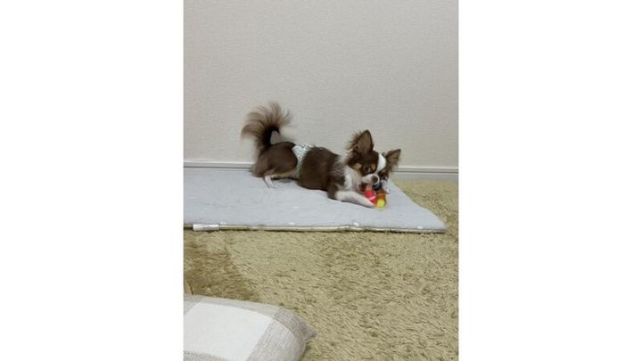 「デンタルトイ チューリング」で遊ぶチワワのロキちゃん