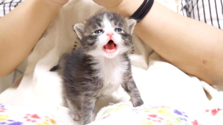 ミルクをおねだりする子猫