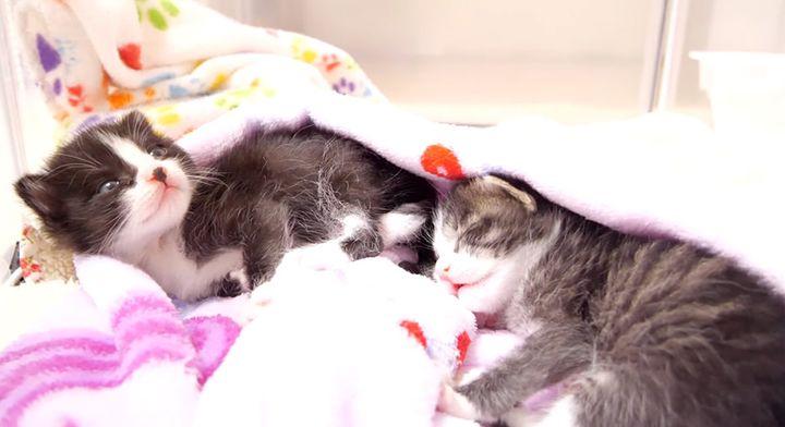 お腹を満たして眠る子猫達