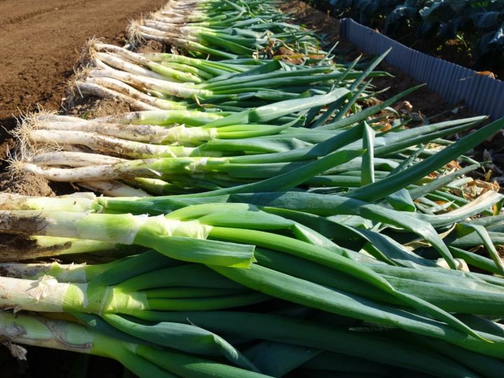 All About ニュース編集部が全国250人を対象に実施した「埼玉県のお土産に関するアンケート」の調査結果から、絶対に外さないと思う「埼玉県の1200円未満のお土産」ランキングを発表！ 2位「元祖ねぎみそ煎餅」を抑えた1位は？