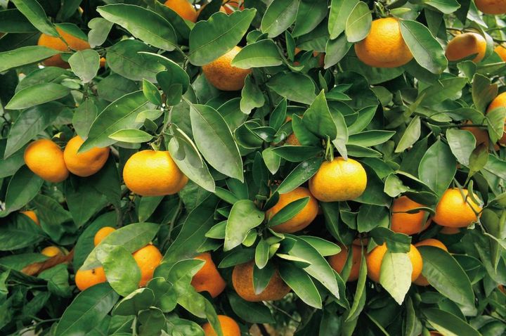 12月28日の花とは？【366日の誕生花と幸せの花言葉】