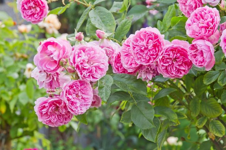 イングリッシュローズの‘ハーロウ カー’。花も、ややマットな葉もオールドローズの風情です。香りも濃厚なオールドローズ香。