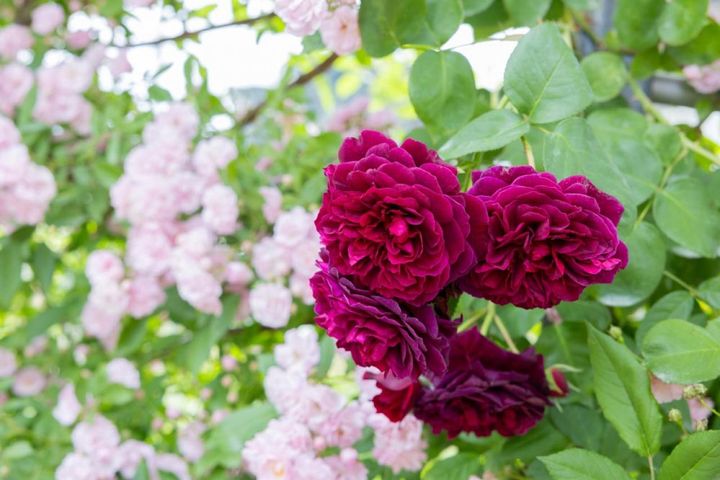 ‘ポールズ ヒマランムスク’のようなランブラーローズの手前に、濃い赤紫色のバラを配置した庭。花径と花色のバランスを考えています。