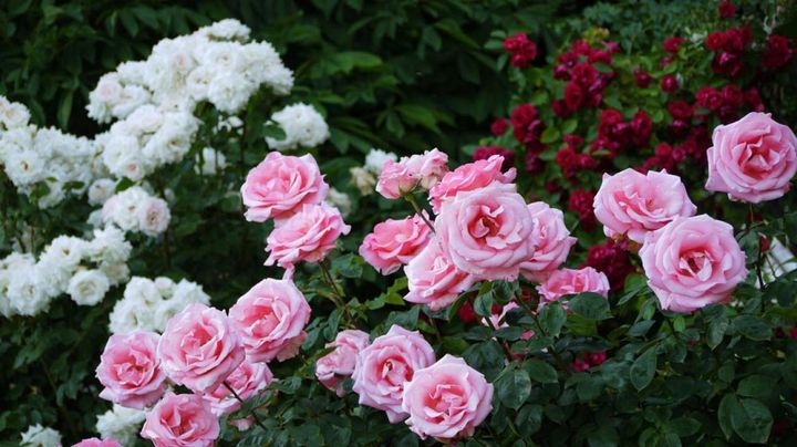 ウィーンのバラ園に咲く、グランディフローラという系統のバラ。ハイブリッドティー（HT）とフロリバンダ（FL）の中間の性質です。