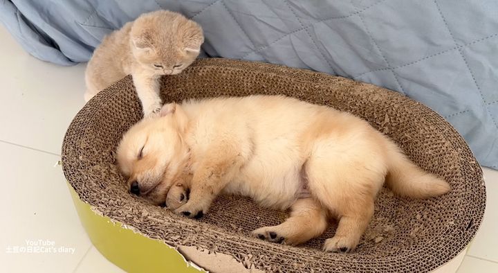 子犬を起こそうとする子猫