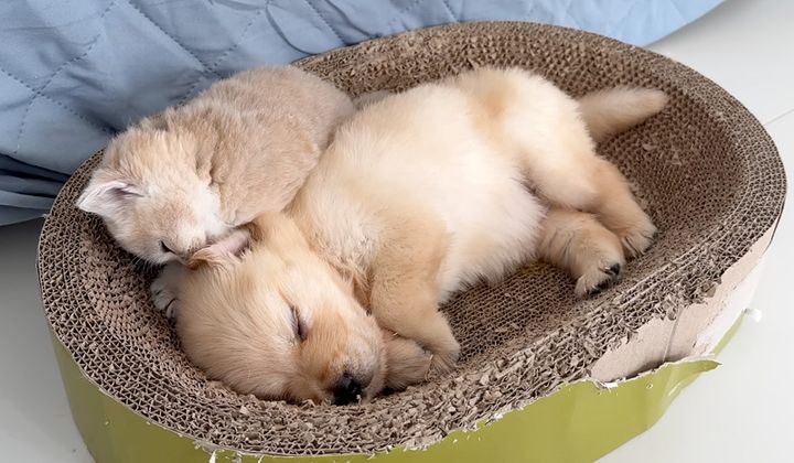 子犬を起こそうとする子猫