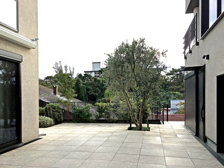 シンボリックなオリーブの木がある中庭