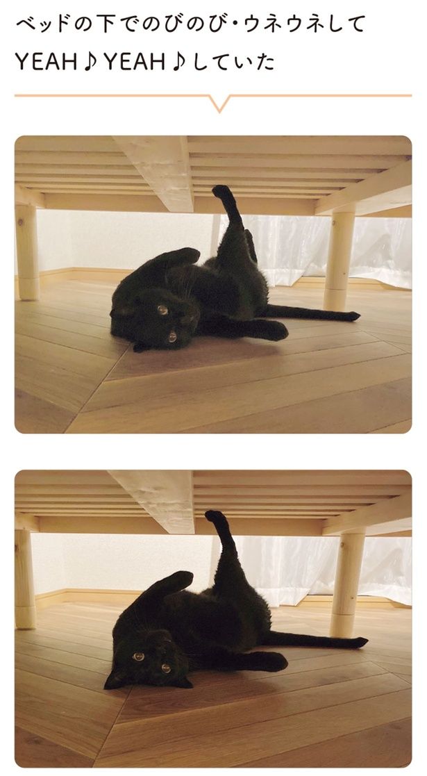 ベッドの下でのびのび・ウネウネしてYEAH YEAHしていた （C）AKR／KADOKAWA