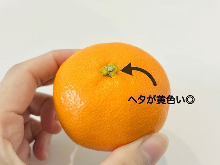 「丸い」みかんと「平たい」みかん、甘くて美味しいのはどっち？意外と知らないみかんの選び方