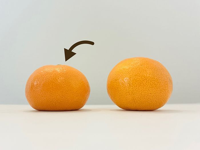 「丸い」みかんと「平たい」みかん、甘くて美味しいのはどっち？意外と知らないみかんの選び方