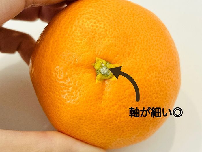 「丸い」みかんと「平たい」みかん、甘くて美味しいのはどっち？意外と知らないみかんの選び方
