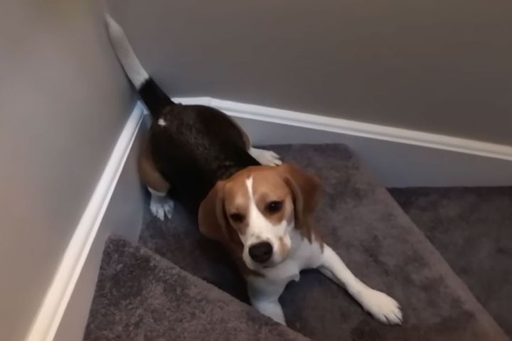出典：Oliver the Beagle