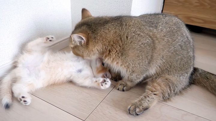 母猫に毛づくろいされる子猫