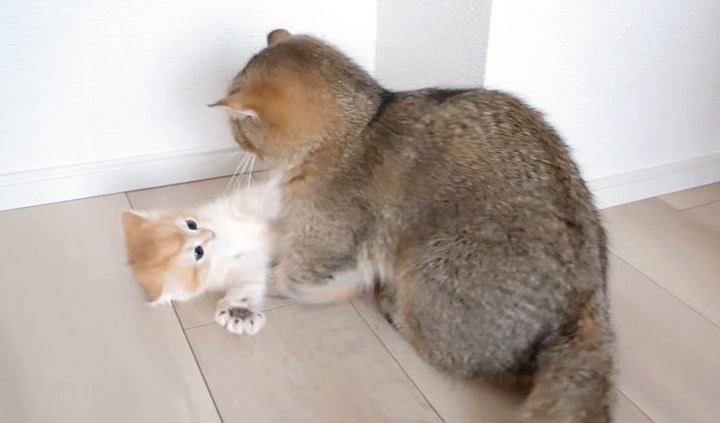 母猫に捕まった子猫