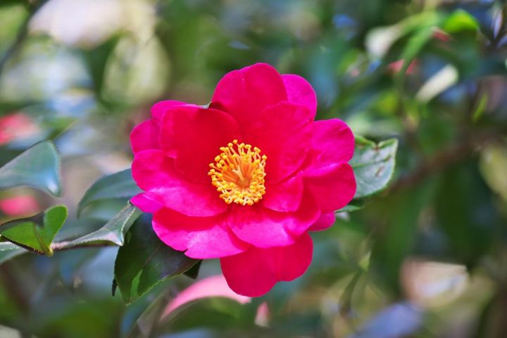 12月29日の花とは？【366日の誕生花と幸せの花言葉】