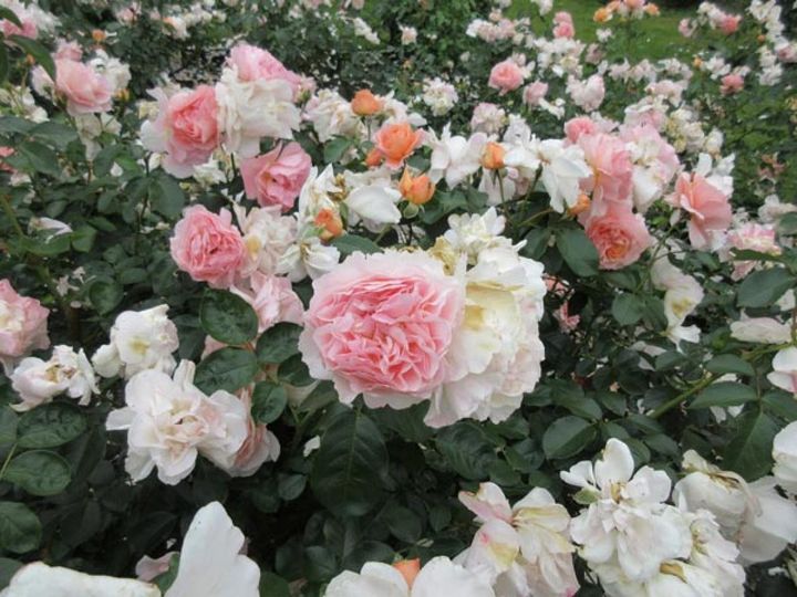 カナダのスタンレーパークは素敵なローズガーデンがあることでも知られます。ピーチピンク～アプリコットの色のグラデーションは日本のスモールガーデンでもお手本にしたい。