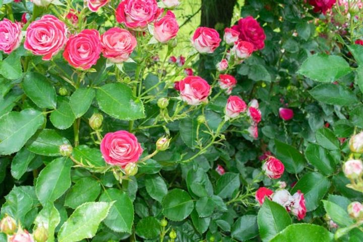 花弁の裏が白いピンクのバラ。このようにツヤツヤとして、しっかりとした質感の葉は照葉（てりは）と呼ばれ、病気や害虫に強いのが特長です。