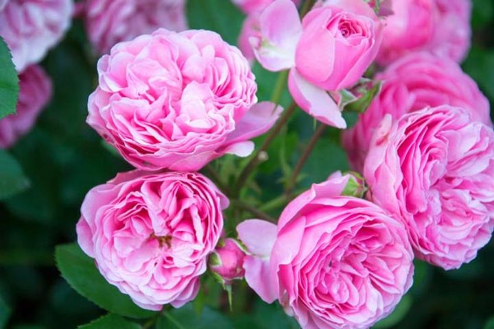 つるバラの‘レオナルドダビンチ’は丈夫で花付きのよい人気品種。枝を切ってシュラブのようにしてもいいし、アーチに這わせてもよい使い勝手にすぐれたバラです。やや波打つ花弁が愛らしい。