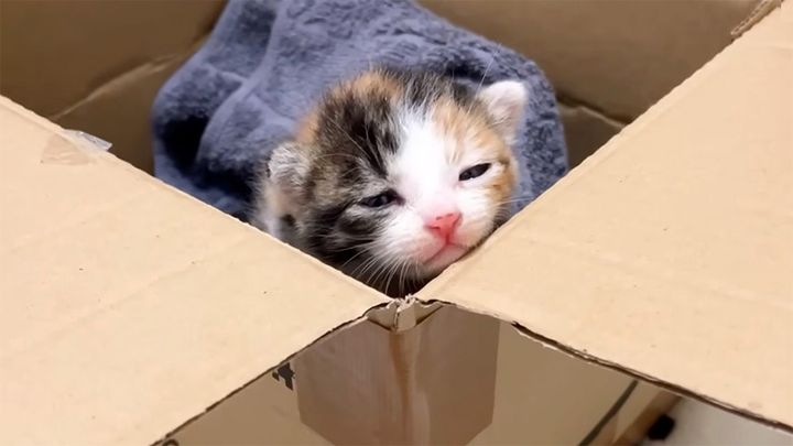 保護された子猫